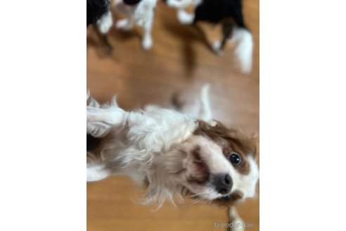 ダイモンくん1枚目