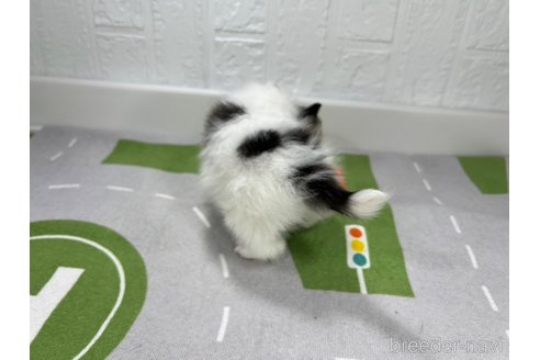 成約済の愛知県のパピヨン-313220の5枚目