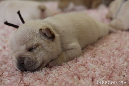 成約済の愛知県のフレンチブルドッグ-313231の24枚目