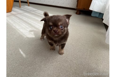 成約済の京都府のチワワ(ロングコート)-313224の7枚目