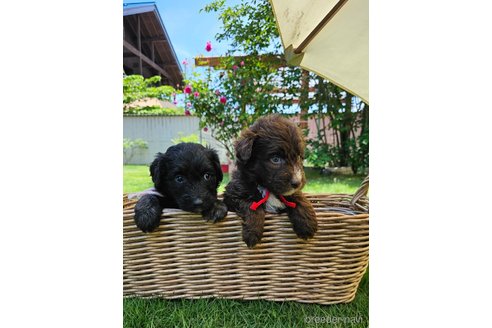 成約済の長野県のミックス犬-310539の3枚目