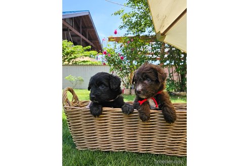成約済の長野県のミックス犬-310539の4枚目