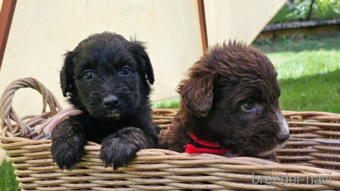 成約済の長野県のミックス犬-310539の1枚目