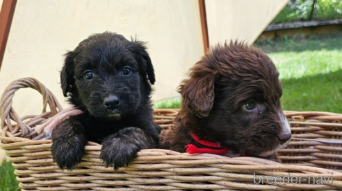 販売中の長野県のミックス犬-310539