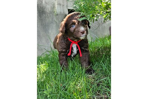 成約済の長野県のミックス犬-310547の3枚目