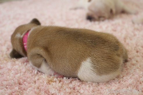 成約済の愛知県のフレンチブルドッグ-313234の18枚目