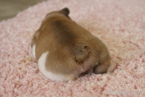 成約済の愛知県のフレンチブルドッグ-313234の17枚目