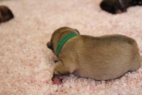 成約済の愛知県のフレンチブルドッグ-313246の21枚目