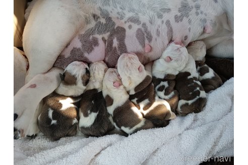 成約済の愛知県のブルドッグ-313264の5枚目