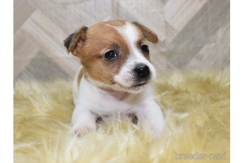 成約済の愛知県のジャックラッセルテリア-310632の4枚目