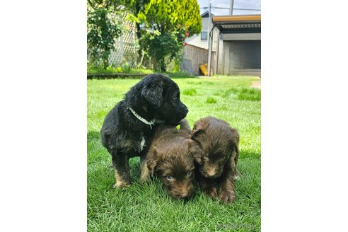 成約済の長野県のミックス犬-310551の7枚目