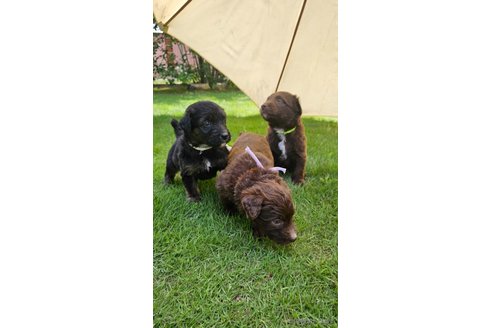 成約済の長野県のミックス犬-310551の6枚目