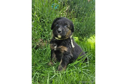 成約済の長野県のミックス犬-310551の1枚目