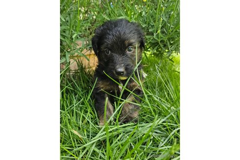 成約済の長野県のミックス犬-310551の3枚目