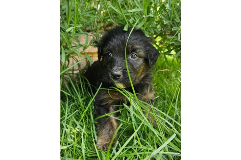 成約済の長野県のミックス犬-310551の2枚目