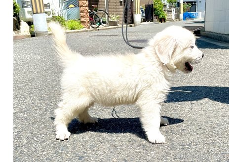 成約済の大阪府のゴールデンレトリーバー-313275の3枚目