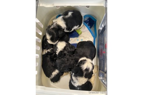 成約済の千葉県のアメリカンコッカースパニエル-313277の2枚目