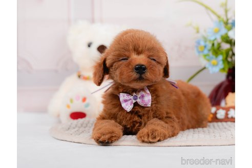 成約済の神奈川県のタイニープードル-313282