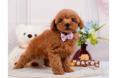 成約済の神奈川県のタイニープードル-313282の12枚目