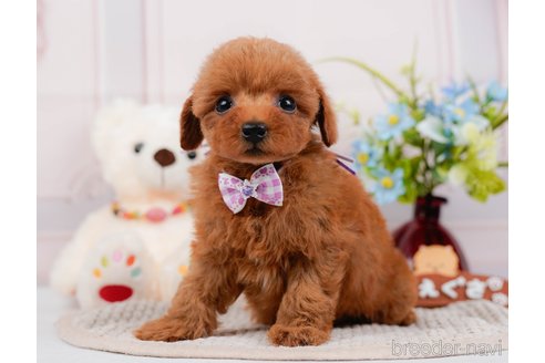 成約済の神奈川県のタイニープードル-313282の14枚目