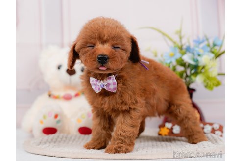 成約済の神奈川県のタイニープードル-313282の7枚目