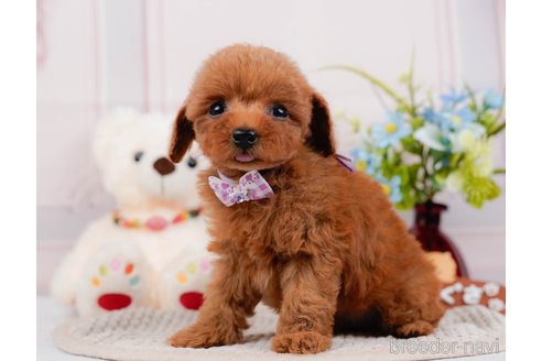 成約済の神奈川県のタイニープードル-313282の8枚目