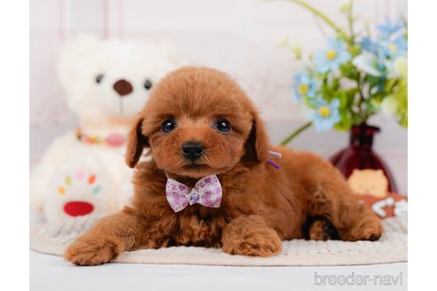 成約済の神奈川県のタイニープードル-313282の10枚目