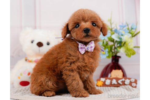 成約済の神奈川県のタイニープードル-313282の4枚目