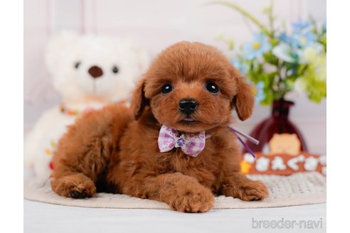 成約済の神奈川県のタイニープードル-313282の6枚目