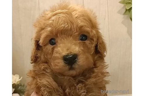成約済の愛知県のティーカッププードル-312169の4枚目