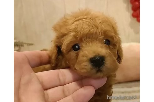 成約済の愛知県のティーカッププードル-312169の3枚目