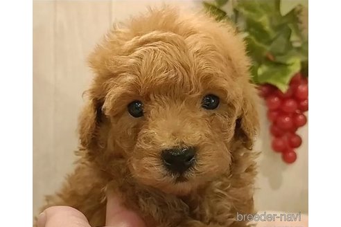 成約済の愛知県のティーカッププードル-312169の2枚目