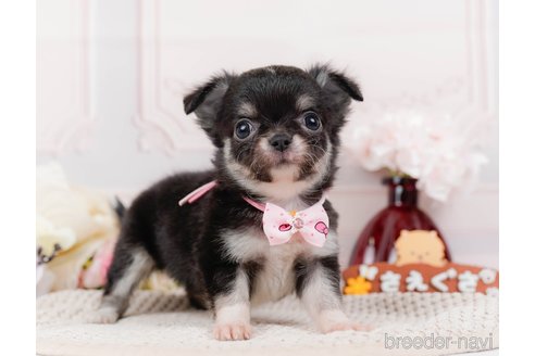 成約済の神奈川県のチワワ(ロングコート)-313283