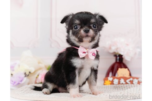 成約済の神奈川県のチワワ(ロングコート)-313283の11枚目