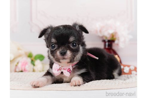 成約済の神奈川県のチワワ(ロングコート)-313283の7枚目