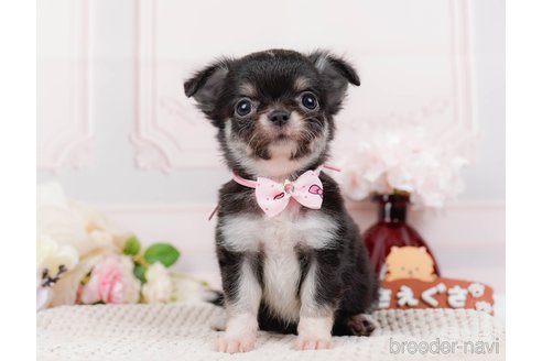 成約済の神奈川県のチワワ(ロングコート)-313283の8枚目