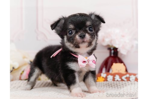 成約済の神奈川県のチワワ(ロングコート)-313283の9枚目