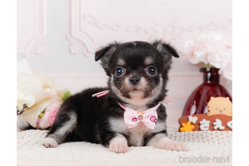 成約済の神奈川県のチワワ(ロングコート)-313283の3枚目