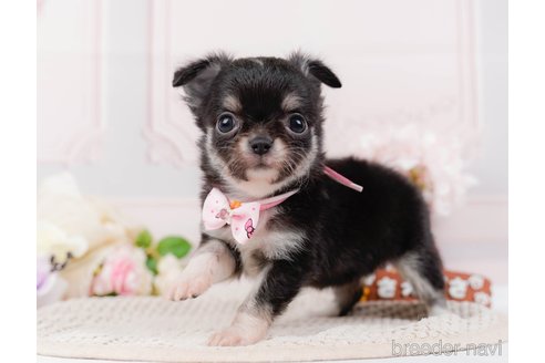 成約済の神奈川県のチワワ(ロングコート)-313283の4枚目