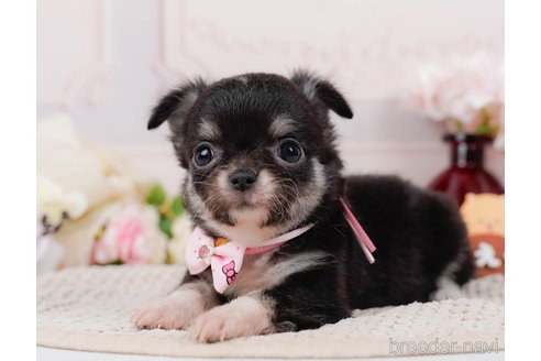 成約済の神奈川県のチワワ(ロングコート)-313283の5枚目