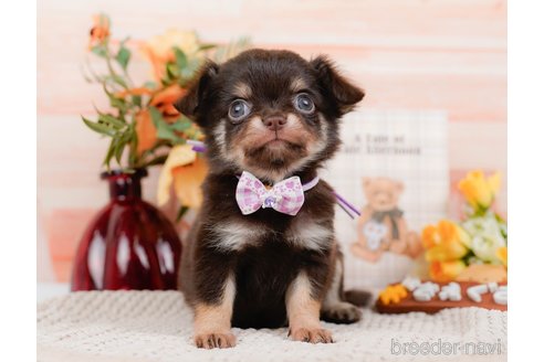 成約済の神奈川県のチワワ(ロングコート)-313284の1枚目