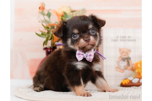 成約済の神奈川県のチワワ(ロングコート)-313284の5枚目