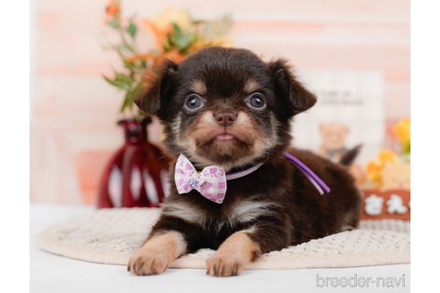 成約済の神奈川県のチワワ(ロングコート)-313284の6枚目