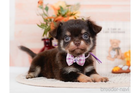 成約済の神奈川県のチワワ(ロングコート)-313284の7枚目