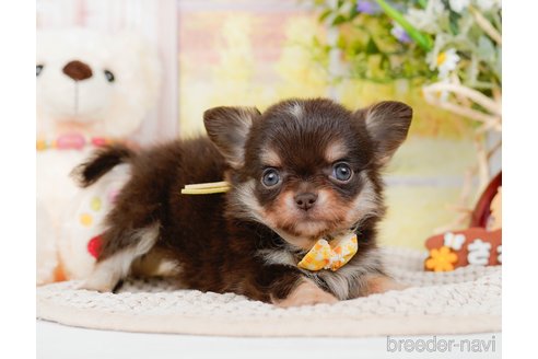 成約済の神奈川県のチワワ(ロングコート)-313286の14枚目