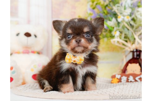 成約済の神奈川県のチワワ(ロングコート)-313286の16枚目