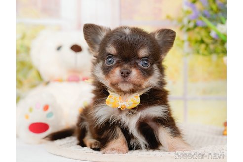 成約済の神奈川県のチワワ(ロングコート)-313286の9枚目