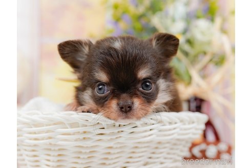 成約済の神奈川県のチワワ(ロングコート)-313286の8枚目