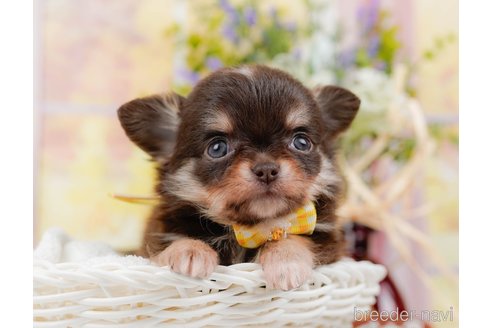 成約済の神奈川県のチワワ(ロングコート)-313286の10枚目