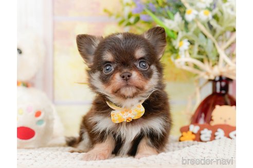 成約済の神奈川県のチワワ(ロングコート)-313286の2枚目